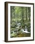 Forest, Brook-Thonig-Framed Photographic Print