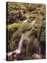 Forest Brook-Thonig-Stretched Canvas