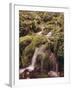 Forest Brook-Thonig-Framed Photographic Print