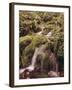 Forest Brook-Thonig-Framed Photographic Print