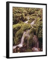 Forest Brook-Thonig-Framed Photographic Print