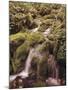 Forest Brook-Thonig-Mounted Photographic Print