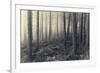 Forest Calm-David Baker-Framed Photographic Print