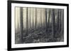 Forest Calm-David Baker-Framed Photographic Print