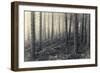 Forest Calm-David Baker-Framed Photographic Print