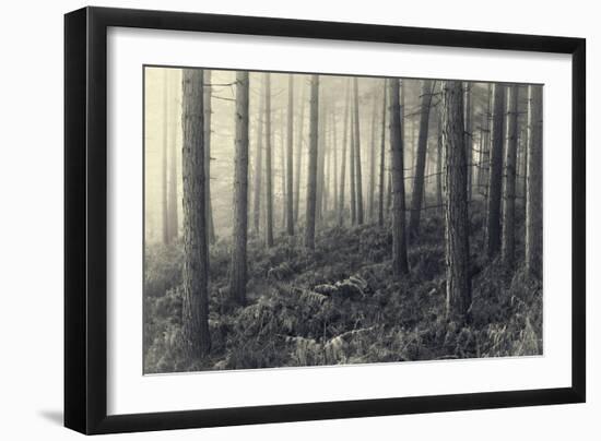 Forest Calm-David Baker-Framed Photographic Print