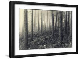 Forest Calm-David Baker-Framed Photographic Print