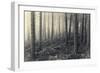 Forest Calm-David Baker-Framed Photographic Print