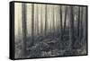 Forest Calm-David Baker-Framed Stretched Canvas