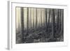 Forest Calm-David Baker-Framed Photographic Print