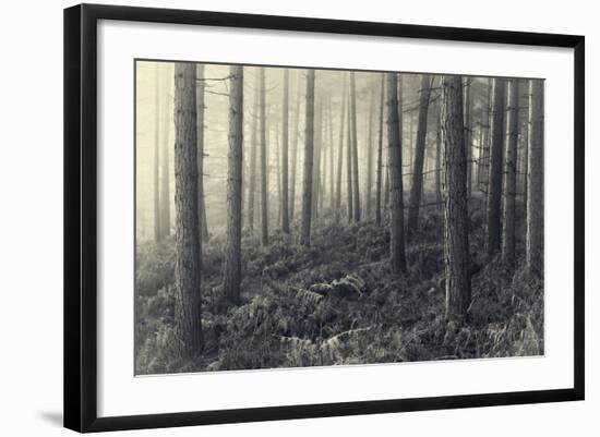 Forest Calm-David Baker-Framed Photographic Print