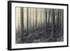 Forest Calm-David Baker-Framed Photographic Print