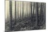 Forest Calm-David Baker-Mounted Photographic Print