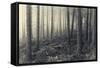 Forest Calm-David Baker-Framed Stretched Canvas