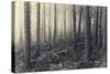 Forest Calm-David Baker-Stretched Canvas