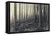 Forest Calm-David Baker-Framed Stretched Canvas