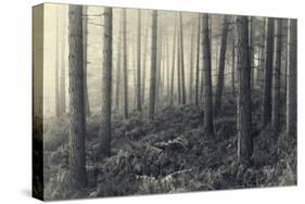 Forest Calm-David Baker-Stretched Canvas