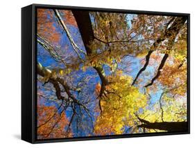 Forest Canopy in Autumn, Jasmund National Park, Island of Ruegen, Germany-Christian Ziegler-Framed Stretched Canvas