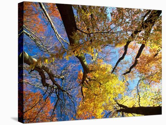 Forest Canopy in Autumn, Jasmund National Park, Island of Ruegen, Germany-Christian Ziegler-Stretched Canvas