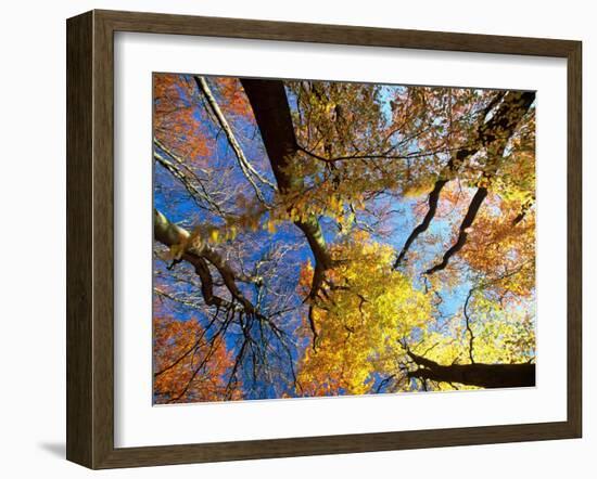 Forest Canopy in Autumn, Jasmund National Park, Island of Ruegen, Germany-Christian Ziegler-Framed Premium Photographic Print