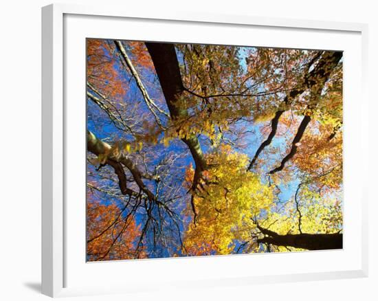 Forest Canopy in Autumn, Jasmund National Park, Island of Ruegen, Germany-Christian Ziegler-Framed Photographic Print