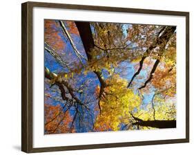 Forest Canopy in Autumn, Jasmund National Park, Island of Ruegen, Germany-Christian Ziegler-Framed Photographic Print