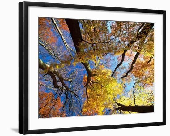 Forest Canopy in Autumn, Jasmund National Park, Island of Ruegen, Germany-Christian Ziegler-Framed Photographic Print