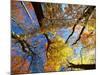 Forest Canopy in Autumn, Jasmund National Park, Island of Ruegen, Germany-Christian Ziegler-Mounted Photographic Print