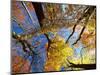 Forest Canopy in Autumn, Jasmund National Park, Island of Ruegen, Germany-Christian Ziegler-Mounted Photographic Print