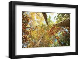 Forest Canopy-Michael Hudson-Framed Art Print