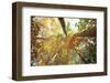 Forest Canopy-Michael Hudson-Framed Art Print