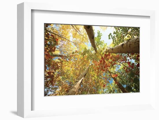 Forest Canopy-Michael Hudson-Framed Art Print