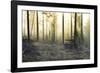 Forest Clearing-Andreas Stridsberg-Framed Giclee Print