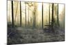 Forest Clearing-Andreas Stridsberg-Mounted Giclee Print
