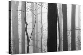 Forest Code-Nicholas Bell-Stretched Canvas