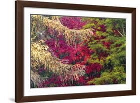 Forest Colours-Peter Adams-Framed Giclee Print