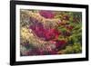 Forest Colours-Peter Adams-Framed Giclee Print