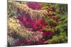 Forest Colours-Peter Adams-Mounted Giclee Print