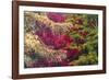 Forest Colours-Peter Adams-Framed Giclee Print