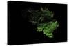 Forest Cover Of Belgium-Grasshopper Geography-Stretched Canvas