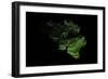 Forest Cover Of Belgium-Grasshopper Geography-Framed Giclee Print