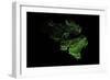 Forest Cover Of Belgium-Grasshopper Geography-Framed Giclee Print