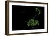 Forest Cover Of China-Grasshopper Geography-Framed Giclee Print