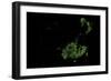 Forest Cover Of China-Grasshopper Geography-Framed Giclee Print