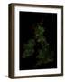 Forest Cover Of The British Isles-Grasshopper Geography-Framed Giclee Print