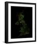 Forest Cover Of The United Kingdom-Grasshopper Geography-Framed Giclee Print