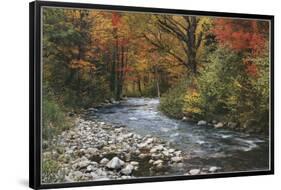 Forest Creek-null-Framed Poster