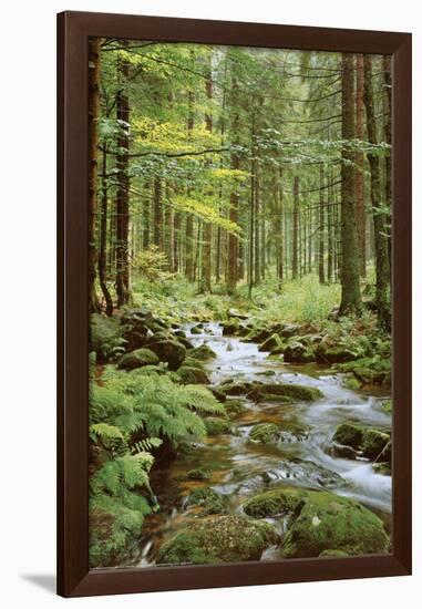 Forest Creek-null-Framed Poster