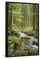 Forest Creek-null-Framed Poster