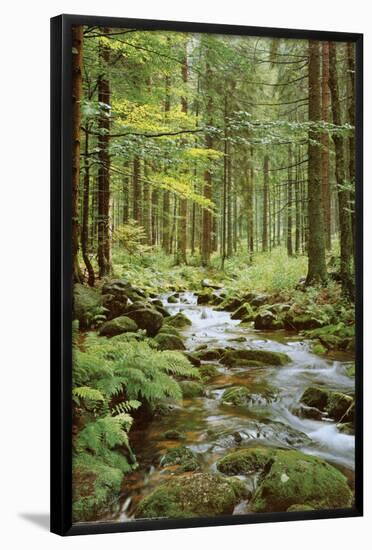 Forest Creek-null-Framed Poster